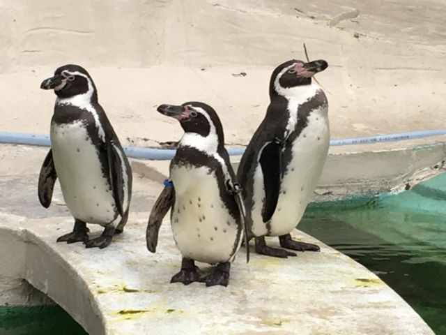 Penguins