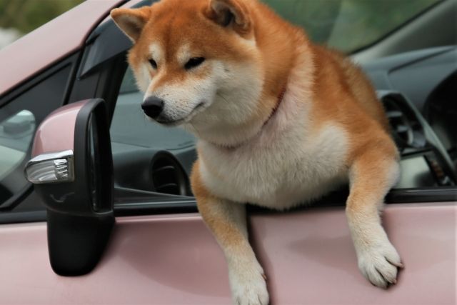 Shiba dog