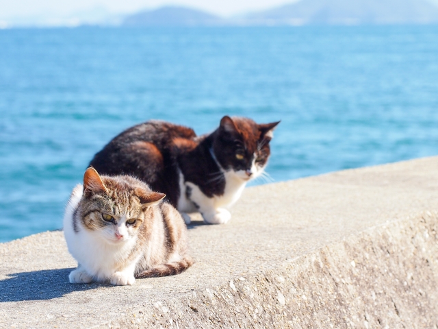 Parent and child cat